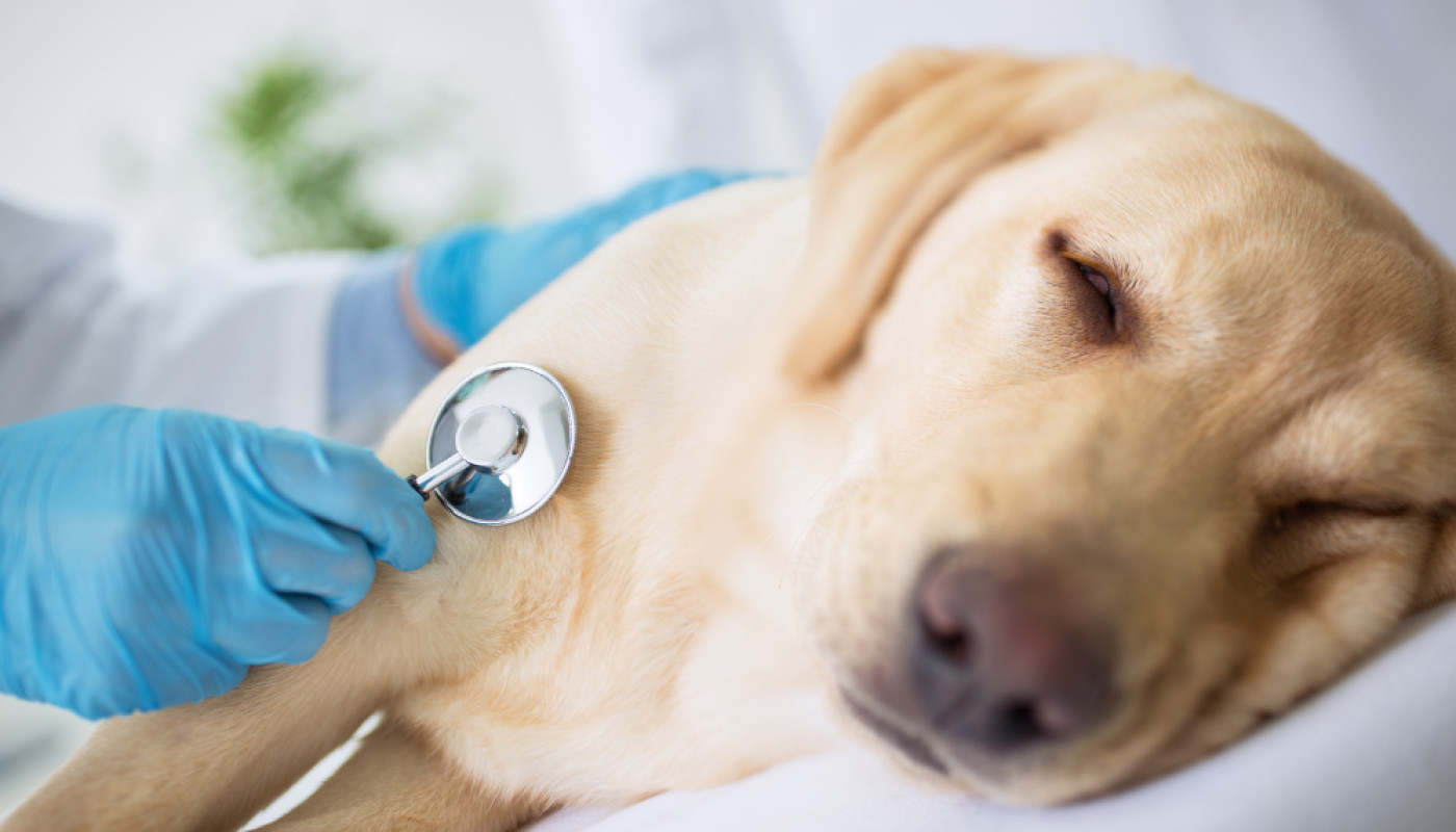 Chiens - Quelle alimentation donner à un chien qui a une insuffisance rénale ?